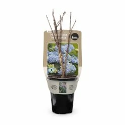 Bulbs Are Easy Hydrangea Magical Revolution