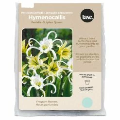 Bulbs Are Easy, Peruvian Daffodil Hymenocallis Spring Bulbs, Assorted Varieties