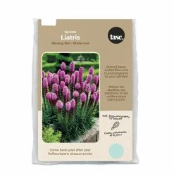 Bulbs Are Easy, Spicata Blazing Star Liatris Bulbs Home Garden, 25 Bulbs