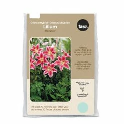 Bulbs Are Easy, Stargazer Oriental Hybrid Lilium Bulbs, Home Garden, 5 Bulbs