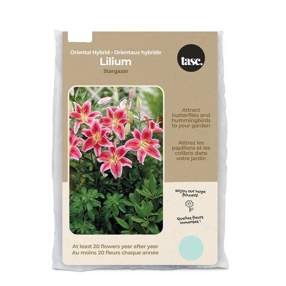 Bulbs Are Easy, Stargazer Oriental Hybrid Lilium Bulbs, Home Garden, 5 Bulbs