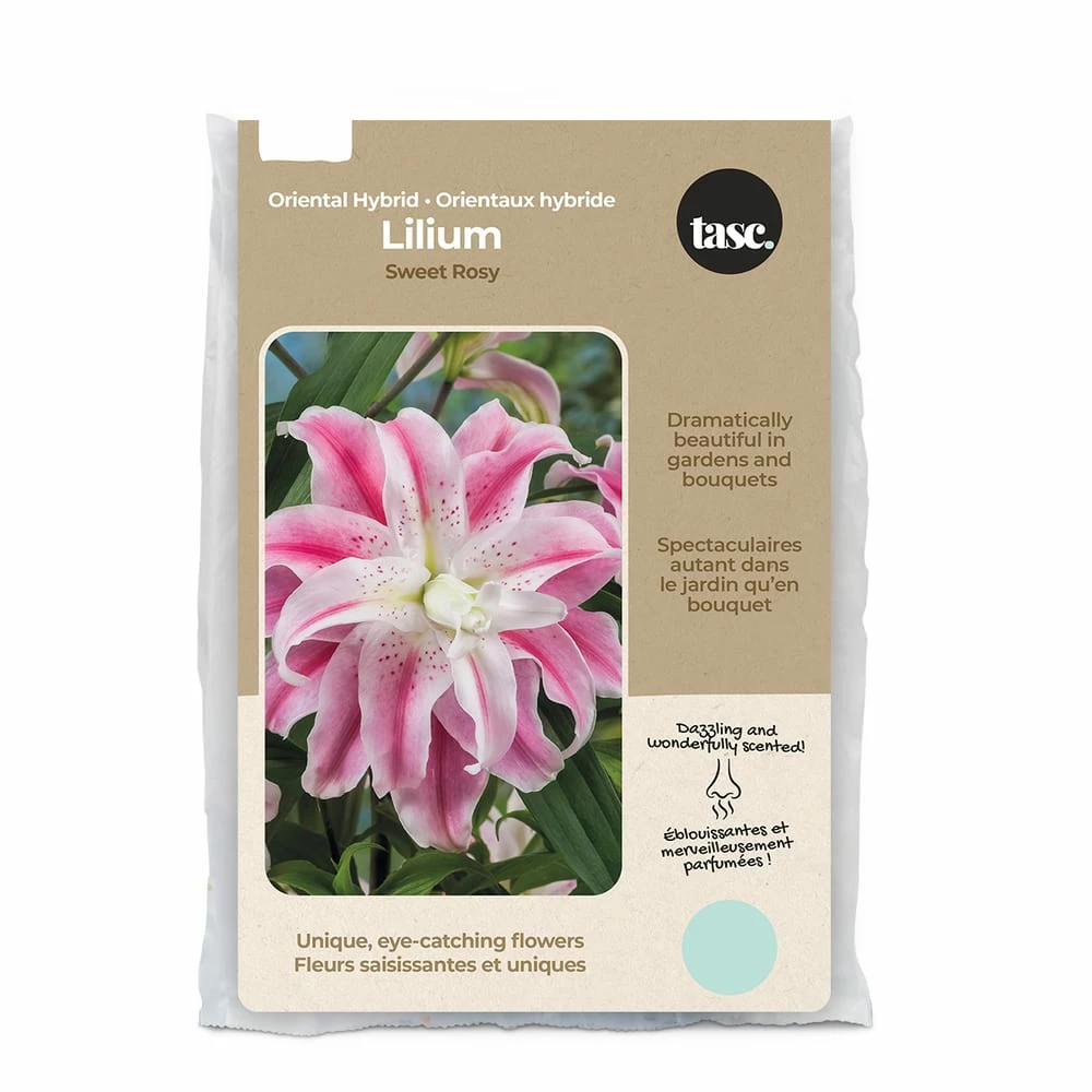 Bulbs Are Easy, Sweet Rosy Lilly Bulbs, Ready To Plant For Your Home Garden