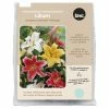 Bulbs Are Easy, Oriental Hybrid Stargazer Lilium Bulbs, Home Garden