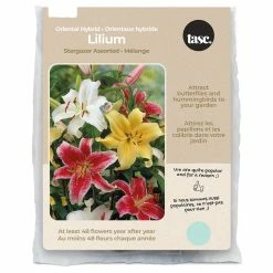 Bulbs Are Easy, Oriental Hybrid Stargazer Lilium Bulbs, Home Garden