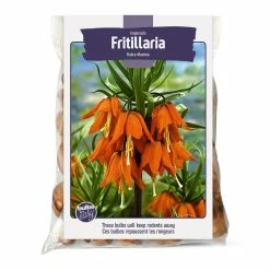 Bulbs Are Easy, Impeialis Rubra Maxima Fritillaria Bulbs Ready To Plant For Your Home Garden
