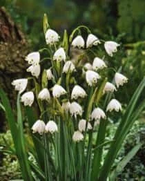 Bulbs Are Easy, Aestivum Leucojum Bulbs Ready To Plant For Your Home Garden - Image 2