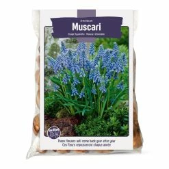 Bulbs Are Easy, Grape Hyacinth Muscari Bulbs, Ready To Plant For Your Home Garden