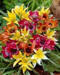 Bulbs Are Easy, Miscellaneous Tulip Bulbs, Assorted Varieties, Home Garden - Image 2