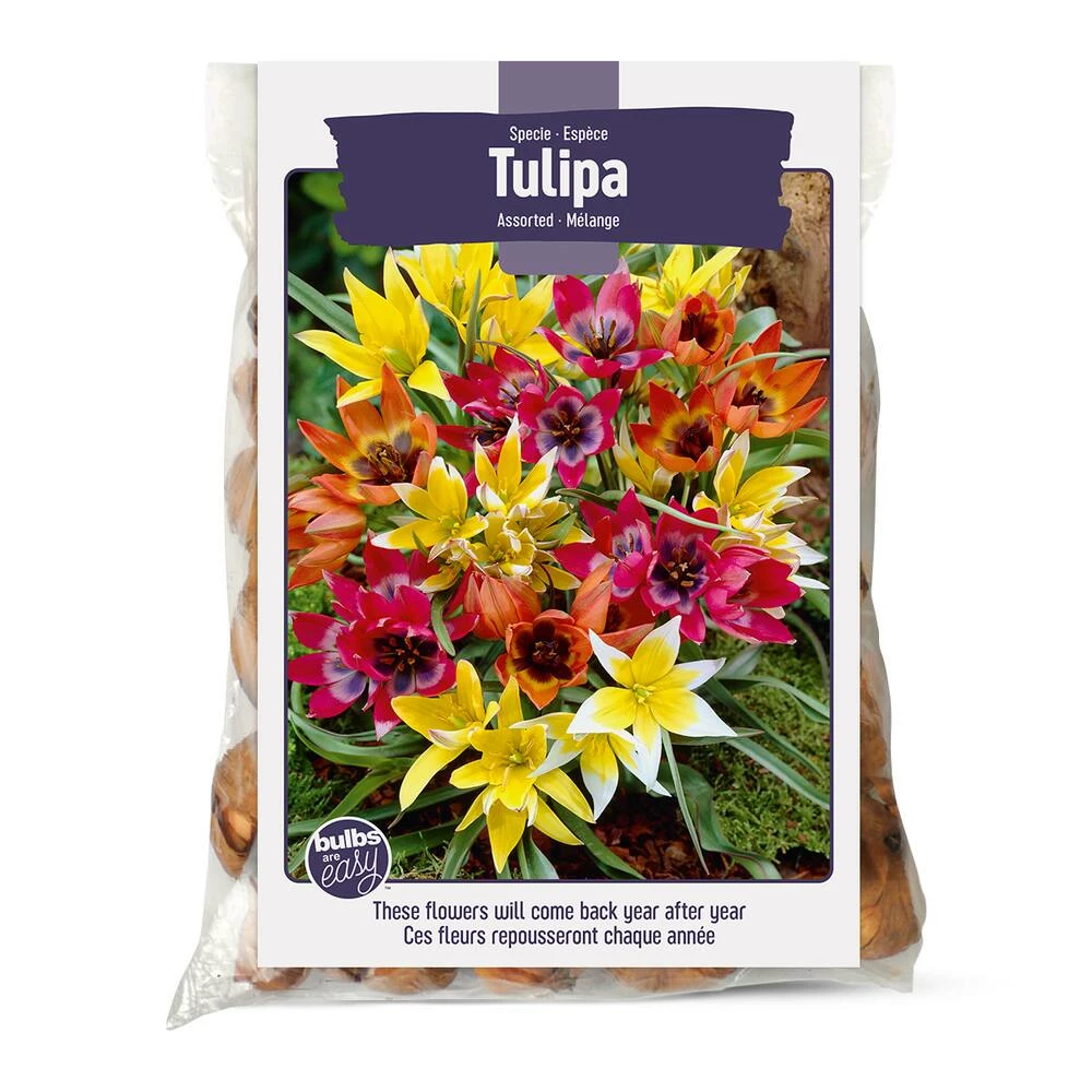 Bulbs Are Easy, Miscellaneous Tulip Bulbs, Assorted Varieties, Home Garden