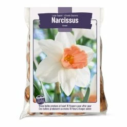 Bulbs Are Easy, Large Cupped Accent Narcissi Bulbs, Assorted Varieties, Home Garden