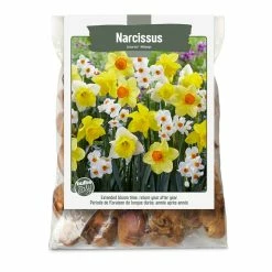 Bulbs Are Easy, Narcissus Bulbs, Assorted Varieties, Home Garden