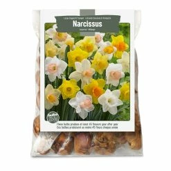 Bulbs Are Easy, Large-Cupped Narcissi Bulbs, Assorted Varieties, Home Garden