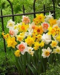 Bulbs Are Easy, Long Lasting Narcissi Bulbs, Assorted Varieties, Home Garden - Image 2