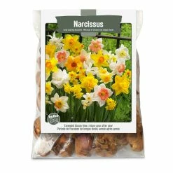 Bulbs Are Easy, Long Lasting Narcissi Bulbs, Assorted Varieties, Home Garden