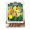 Bulbs Are Easy, Split Corona Narcissi Bulbs, Assorted Varieties, Home Garden