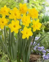 Bulbs Are Easy, Trumpet Narcissi Bulbs, Assorted Varieties, Home Garden - Image 2