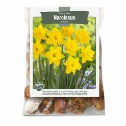 Bulbs Are Easy, Trumpet Narcissi Bulbs, Assorted Varieties, Home Garden