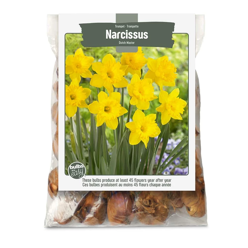 Bulbs Are Easy, Trumpet Narcissi Bulbs, Assorted Varieties, Home Garden