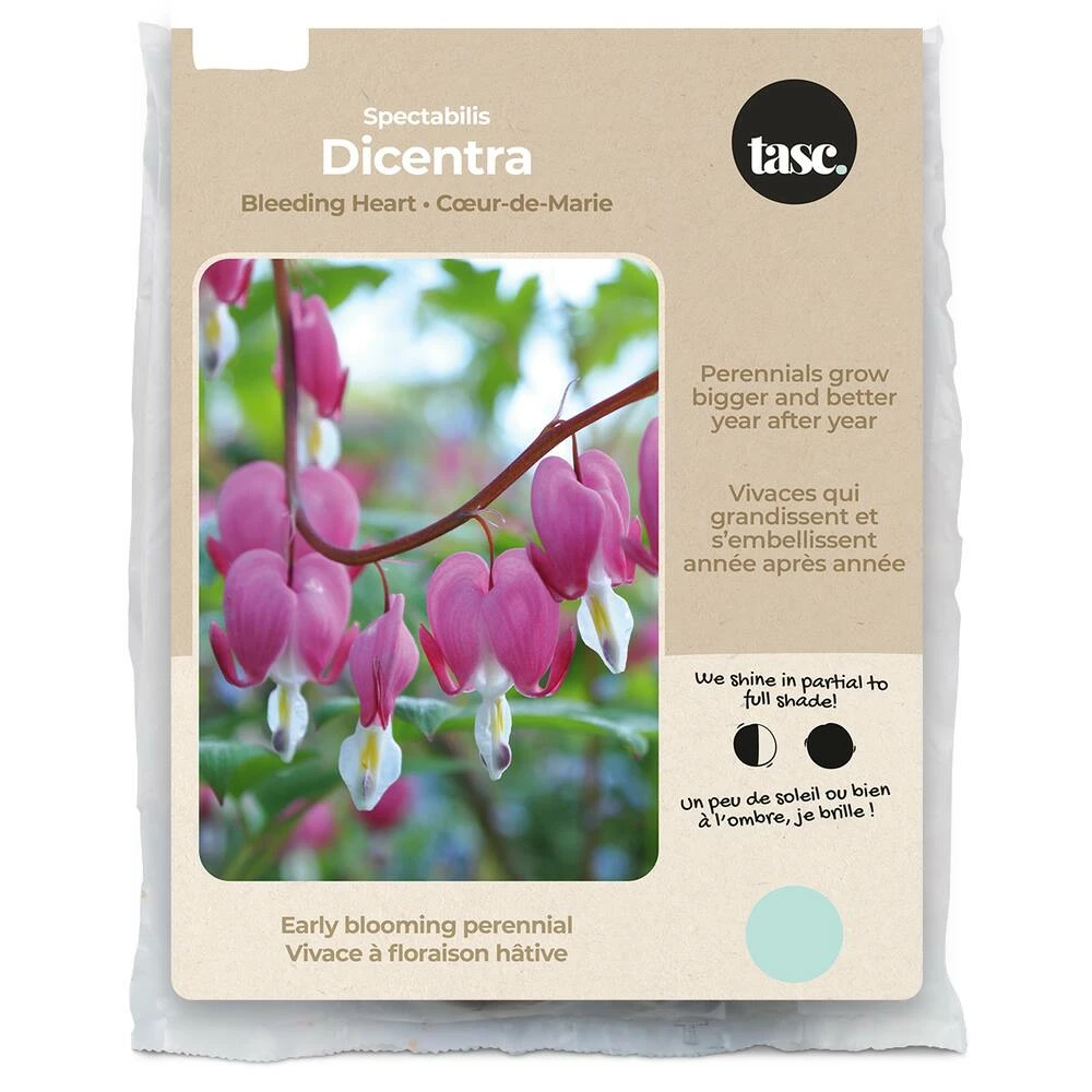 Bulbs Are Easy, Spectabilis Bleeding Heart Dicentra Bulbs, Home Garden