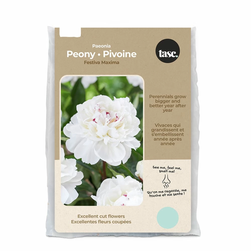 Bulbs Are Easy, Paeonia Festiva Maxima Peony Spring Bulbs, Home Garden