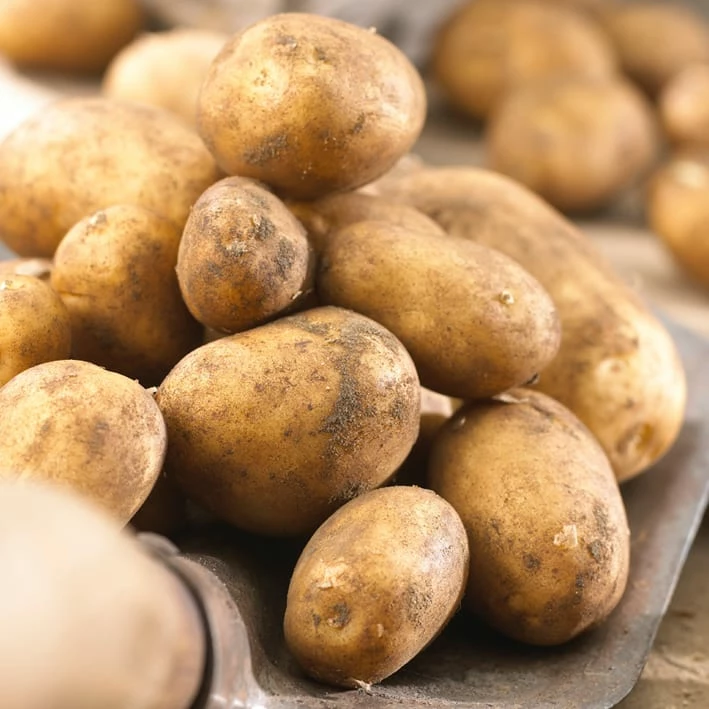 Bulbs Are Easy, Kennebec Seed Potato, Ready To Plant For Your Home Garden