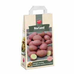 Bulbs Are Easy, Norland Seed Potato, Ready To Plant For Your Home Garden