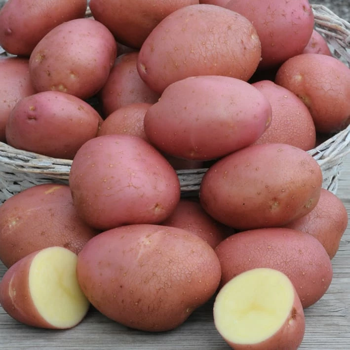 Bulbs Are Easy, Norland Seed Potato, Ready To Plant For Your Home Garden - Image 2