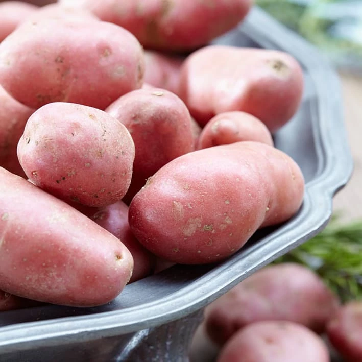 Bulbs Are Easy, Red Pontiac Seed Potato, Ready To Plant For Your Home Garden