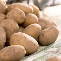 Bulbs Are Easy, Russet Goldrush Seed Potato, Ready To Plant For Your Home Garden