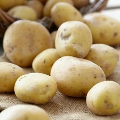 Bulbs Are Easy, Yukon Gold Seed Potato, Ready To Plant For Your Home Garden