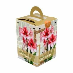 Bulbs Are Easy, Charisma Amaryllis Bulbs, Ready To Plant For Your Home Garden