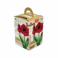 Bulbs Are Easy, Queen Of The Night Amaryllis Bulbs, Ready To Plant For Your Home Garden