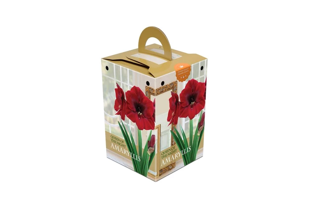 Bulbs Are Easy, Queen Of The Night Amaryllis Bulbs, Ready To Plant For Your Home Garden