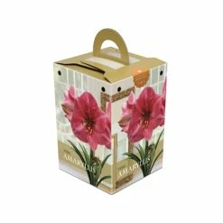 Bulbs Are Easy, Vera Amaryllis Bulbs, Ready To Plant For Your Home Garden