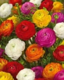 Bulbs Are Easy, Ranunculus Spring Bulbs, Assorted Varieties, Home Garden - Image 2