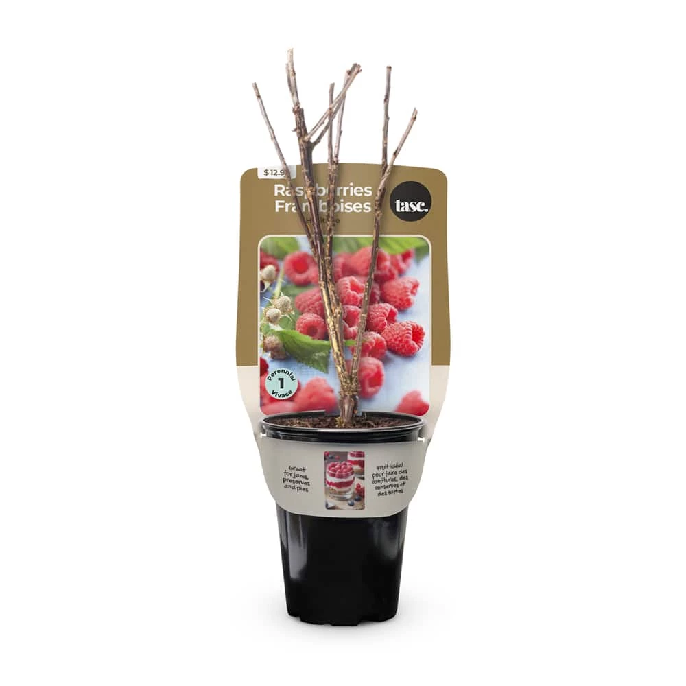 Bulbs Are Easy, Heritage Raspberry Bulbs, Ready To Plant For Your Home Garden
