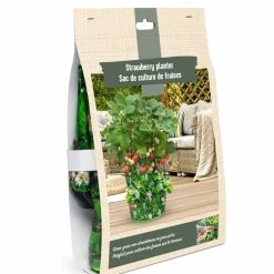 Bulbs Are Easy, Strawberry Bulbs, Ready For Your Home Garden