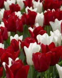 Bulbs Are Easy, Canadian Tulip Bulbs, Assorted Varieties, Home Garden - Image 2
