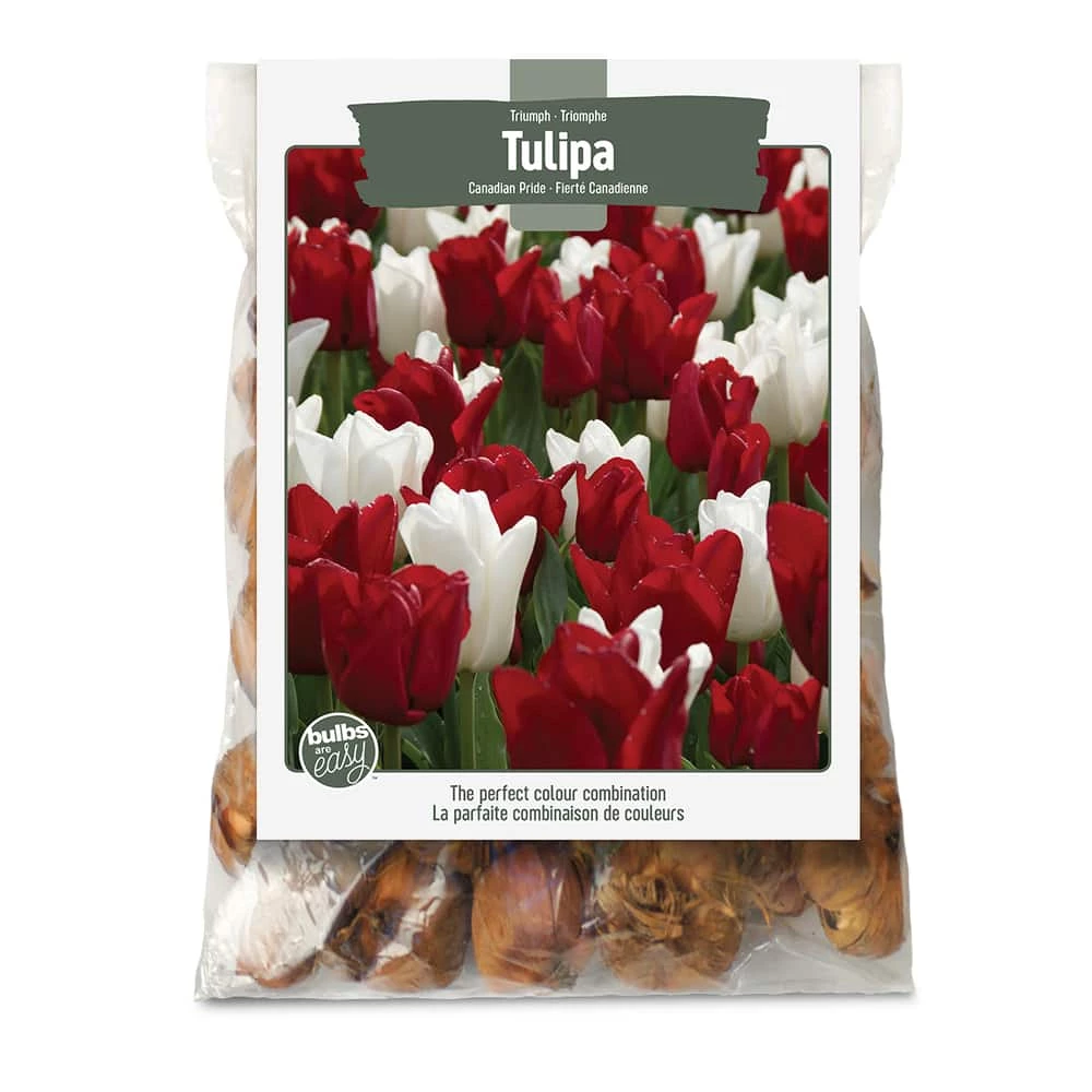 Bulbs Are Easy, Canadian Tulip Bulbs, Assorted Varieties, Home Garden