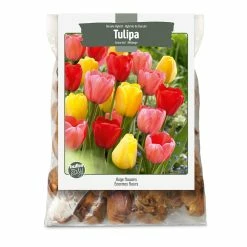 Bulbs Are Easy, Darwin Tulip Bulbs, Assorted Varieties, Home Garden