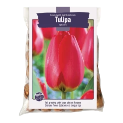 Bulbs Are Easy, Darwin Hybrid Apeldoorn Tulip Bulbs, Home Garden