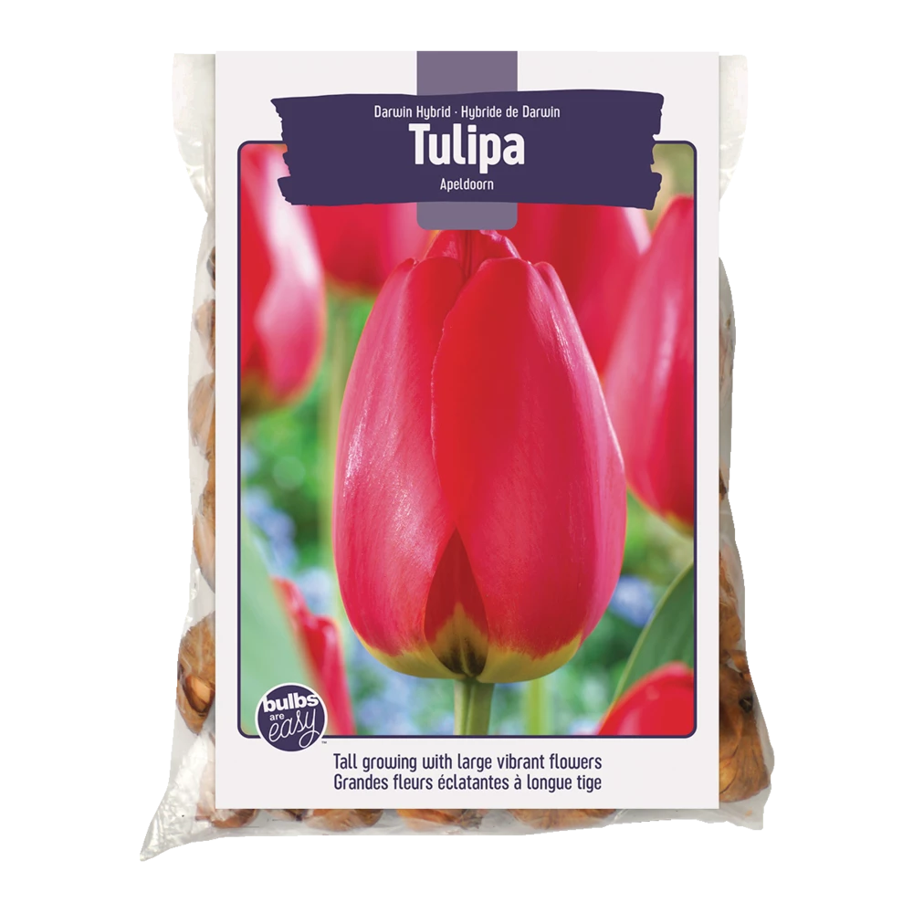Bulbs Are Easy, Darwin Hybrid Apeldoorn Tulip Bulbs, Home Garden