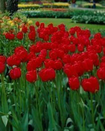 Bulbs Are Easy, Darwin Hybrid Apeldoorn Tulip Bulbs, Home Garden - Image 2