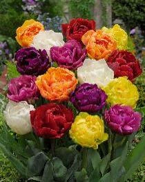 Bulbs Are Easy, Double Bright Tulip Bulbs, Assorted Varieties, Home Garden - Image 2