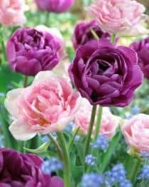 Bulbs Are Easy, Double Late Tulip Bulbs, Assorted Varieties, Home Garden - Image 2