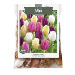 Bulbs Are Easy, Triumph Tulip Bulbs, Assorted Varieties, Home Garden
