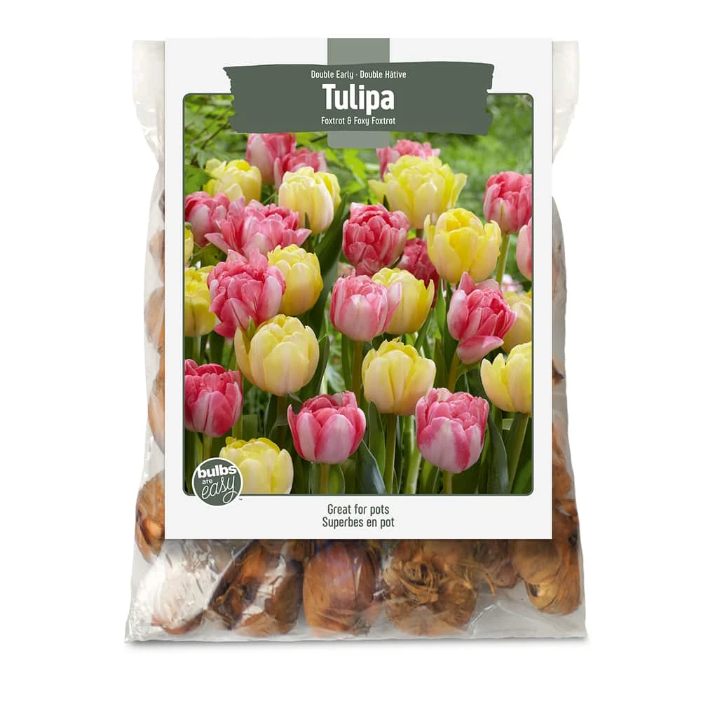 Bulbs Are Easy, Double Early Foxtrot Tulip Bulbs, Home Garden, Assorted