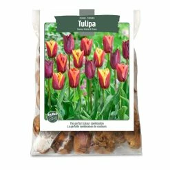 Bulbs Are Easy, Gavota, Havran, Slawa Tulip Bulbs, Assorted Varieties, Home Garden
