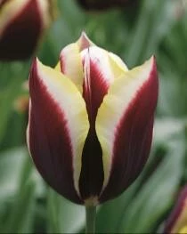 Bulbs Are Easy, Gavota Tulip Bulbs, Assorted Varieties, Home Garden - Image 2