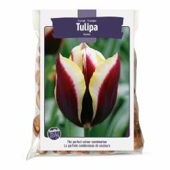 Bulbs Are Easy, Gavota Tulip Bulbs, Assorted Varieties, Home Garden